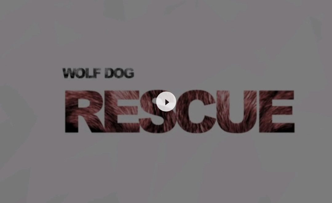 WolfDog Rescue